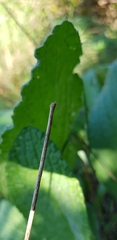 Salvia pratensis