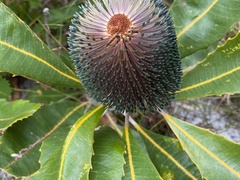 Banksia robur