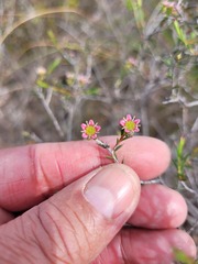 Diosma fallax