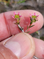 Diosma fallax
