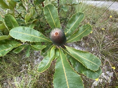 Banksia robur