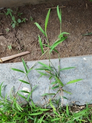 Digitaria radicosa