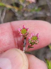 Diosma fallax