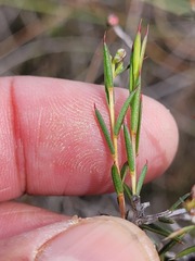 Diosma fallax