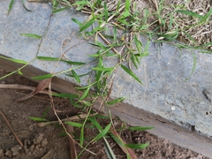 Digitaria radicosa