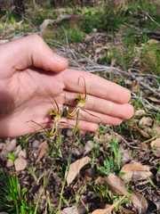 Caladenia attingens