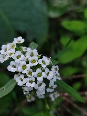 Lobularia maritima