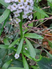 Lobularia maritima