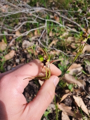 Caladenia attingens