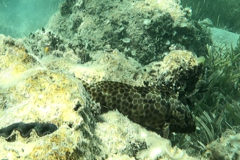 Epinephelus quoyanus