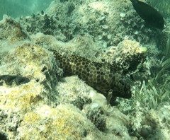 Epinephelus quoyanus