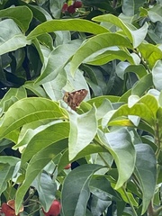 Trapezites symmomus