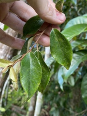 Elaeagnus triflora