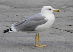 Larus michahellis