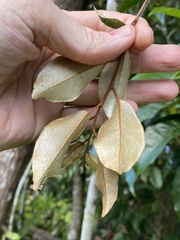 Elaeagnus triflora