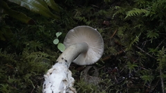 Amanita constricta