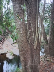 Syzygium floribundum