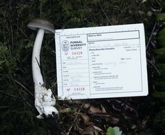 Amanita constricta