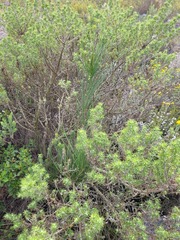 Anginon difforme