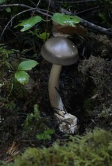 Amanita constricta