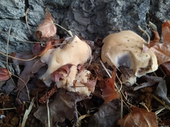 Ganoderma polychromum