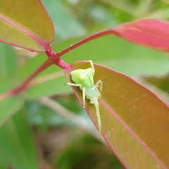 Sidymella rubrosignata
