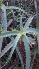 Aloe arborescens