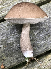 Leccinum