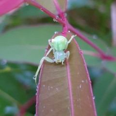 Sidymella rubrosignata