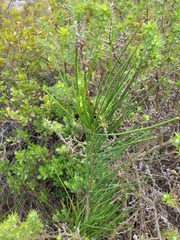 Anginon difforme