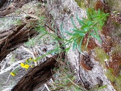 Senecio pinnatifolius