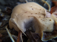 Ganoderma polychromum