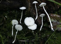 Lepiota sequoiarum