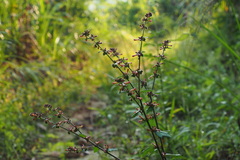 Triumfetta rhomboidea