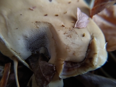 Ganoderma polychromum