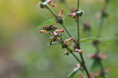 Triumfetta rhomboidea