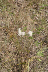 Anemone cylindrica