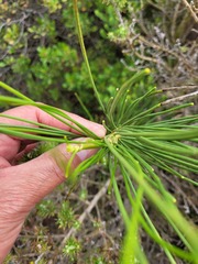 Anginon difforme