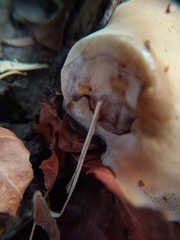 Ganoderma polychromum