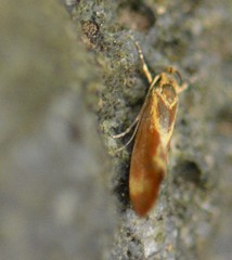 Metalampra