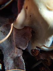 Ganoderma polychromum