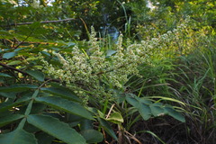 Rhus chinensis