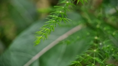 Asparagus setaceus