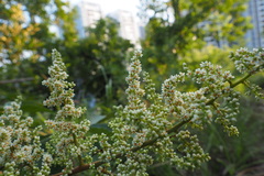 Rhus chinensis