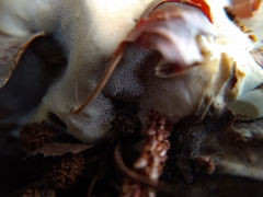 Ganoderma polychromum