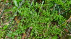 Asparagus setaceus