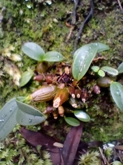 Dendrobium kingianum