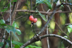 Gnetum luofuense