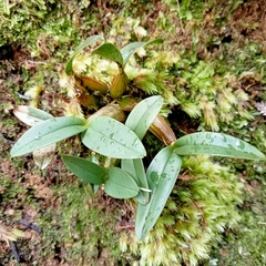 Dendrobium kingianum