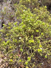 Diosma passerinoides